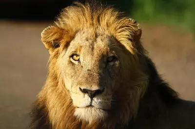 a lion is looking at the camera at Kaia Tani Exclusive Guesthouse in Phalaborwa