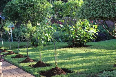 a row of small trees in a garden at Ecolux Boutique Hotel in Komatipoort