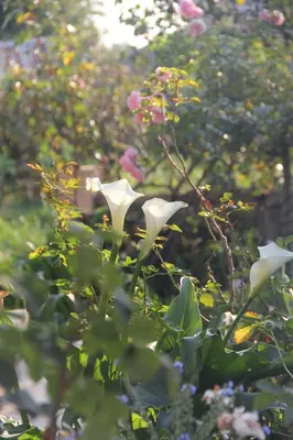 a group of white flowers in a garden at BELLA ROSA FARM in Midrand