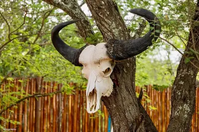 a skull with horns hanging from a tree at Niani villa in Hoedspruit