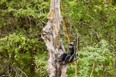 two monkeys sitting on top of a tree at Niani villa in Hoedspruit