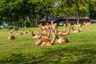 a herd of deer laying in a field of grass at Kruger Park Lodge Unit No. 239 in Hazyview