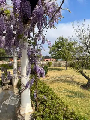 a tree with purple flowers on a white column at Apple and Rose in Belfast