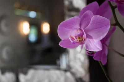 a purple flower in a vase on a table at Moya Safari Villa in Hoedspruit