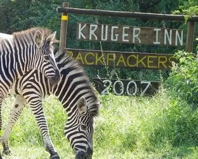 two zebras grazing in the grass in front of a sign at Kruger Inn Backpackers in Marloth Park