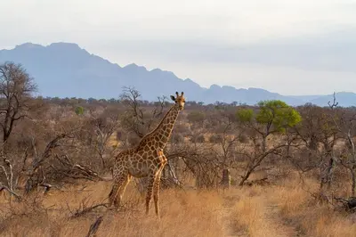 a giraffe standing in the middle of a field at Tomo Safari Lodge in Hoedspruit