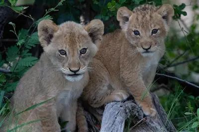 two baby lion cubs sitting on a log at Tomo Safari Lodge in Hoedspruit
