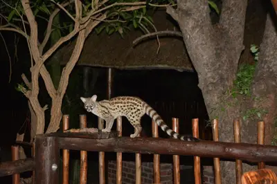 a cheetah standing on top of a fence at Bona Ngwenya Lodge & Safaris in Marloth Park