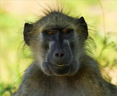 a monkey is looking at the camera with its at Bona Ngwenya Lodge & Safaris in Marloth Park