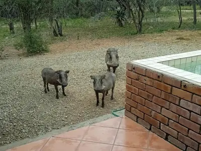 three pigs standing in the dirt near a brick wall at Eagle's Crest in Marloth Park