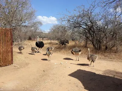 a group of ostriches walking on a dirt road at Eagle's Crest in Marloth Park
