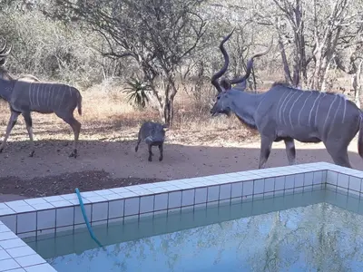 a couple of animals standing next to a swimming pool at Eagle's Crest in Marloth Park
