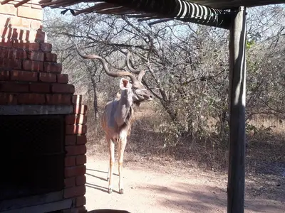 a gazelle with its antlers up in the air at Eagle's Crest in Marloth Park