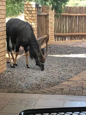 a antelope with long horns grazing on some gravel at Makhato Bush Lodge 111 in Bela-Bela