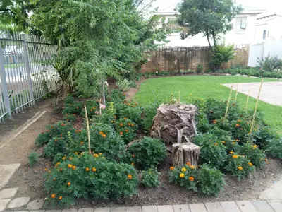 a garden with orange flowers in a yard at LPM Guests at 21st in Pretoria