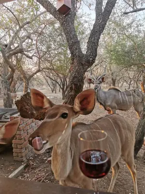 a deer standing next to a glass of wine at Mopani Villa in Marloth Park
