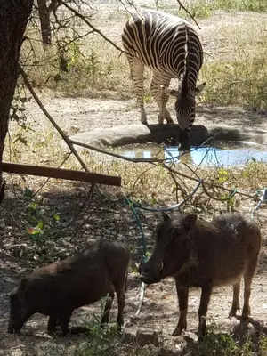 a zebra and two pigs drinking water from a pond at Mopani Villa in Marloth Park
