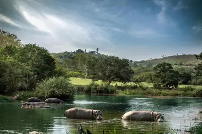 a group of animals in the water in a river at Sabi River Sun Resort in Hazyview
