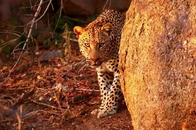 a leopard standing next to a large rock at isiLimela Game Lodge in Hoedspruit
