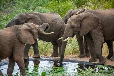 a group of elephants drinking from a pool of water at Casart Game Lodge in Grietjie Nature Reserve