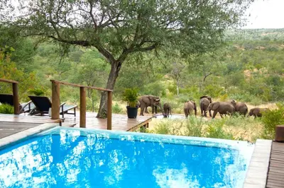 a herd of elephants walking in front of a pool at Casart Game Lodge in Grietjie Nature Reserve