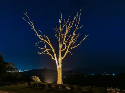 a dead tree in a field at night at Kings Walden Garden Manor in Tzaneen