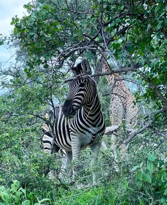 a zebra standing next to a giraffe at The Bush Hut in Hoedspruit