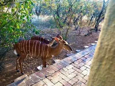 two gazelles standing on a brick wall at The Bush Hut in Hoedspruit