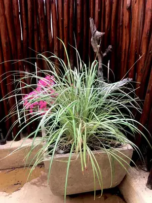 a cat is sitting behind a potted plant at The Bush Hut in Hoedspruit