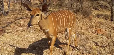 a gazelle standing on the ground in the woods at Zebula 8 Bedroom Lodge – IV1 in Mabula