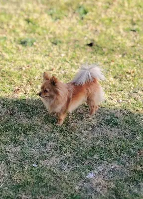 a small dog standing in the grass at Rockscape in Sandown