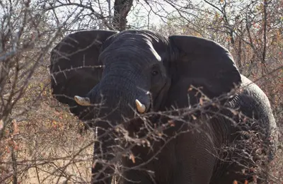 an elephant standing next to a tree with its trunk at Abelana Safari Camp in Phalaborwa