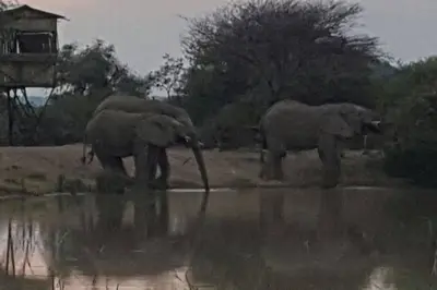 two elephants drinking water from a watering hole at Kubu Khaya Mabalingwe in Mabula