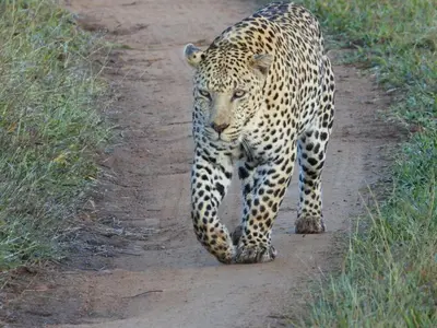 a leopard walking down a dirt road at Jacana River Lodge Mjejane Game Reserve in Hectorspruit
