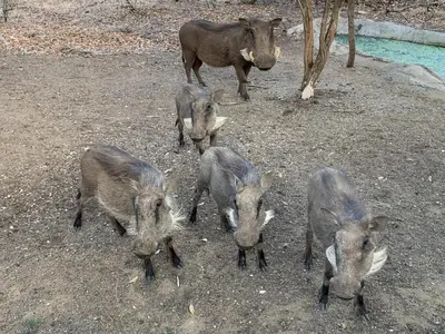 a group of pigs standing in the dirt at Lindanda Luxury Lodge in Hoedspruit