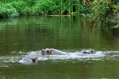 three elephants swimming in a body of water at Kruger Park Lodge Unit No. 610B in Hazyview