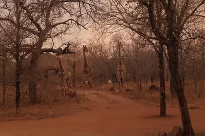 a group of giraffes walking down a dirt road at Uchawi wa Afrika in Marloth Park