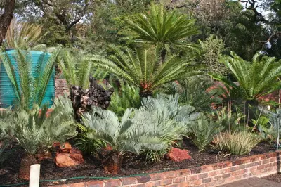 a garden with palm trees and other plants at Oryx B&B Reserved Guests Only in Mokopane