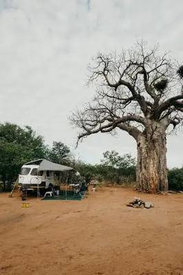 a large tree with a tent next to it at Mopane Bush Lodge in Linton