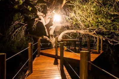 a wooden boardwalk with a light at night at Naledi Lodges in Balule Game Reserve