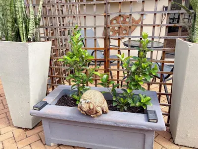 a planter with plants and a statue in it at @30 Zebra in Polokwane