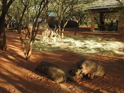 two animals laying on the ground in the dirt at 462 Bosbok Chalets in Marloth Park