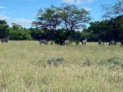 a herd of animals grazing in a field of grass at Vilagama Game Lodge in Naboomspruit