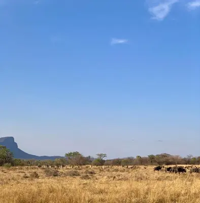a herd of cattle grazing in a field of grass at Vilagama Game Lodge in Naboomspruit