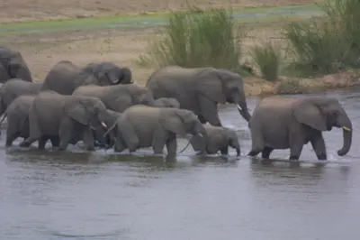 a herd of elephants walking in the water at NJIRI - Your part of Africa in Marloth Park