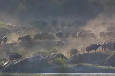 a herd of animals grazing in a field at NJIRI - Your part of Africa in Marloth Park