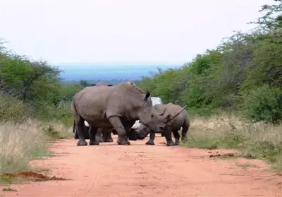 a group of rhinos standing on a dirt road at Bush Dream, Mabalingwe in Mabula