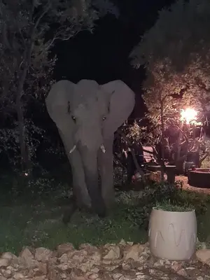 an elephant standing in the grass at night at Bush Dream, Mabalingwe in Mabula