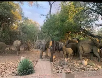 a herd of elephants standing next to a tree at Bush Dream, Mabalingwe in Mabula