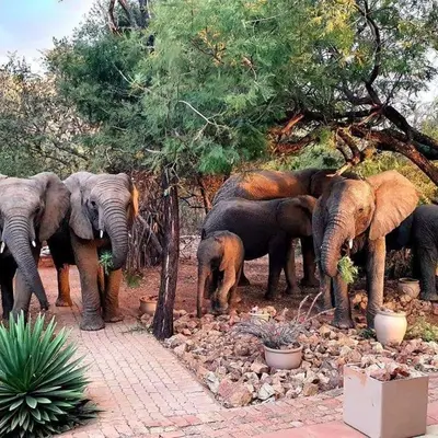 a herd of elephants standing next to trees at Bush Dream, Mabalingwe in Mabula